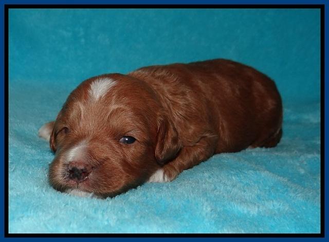 Ashby Grover pups 2 wks old 31
