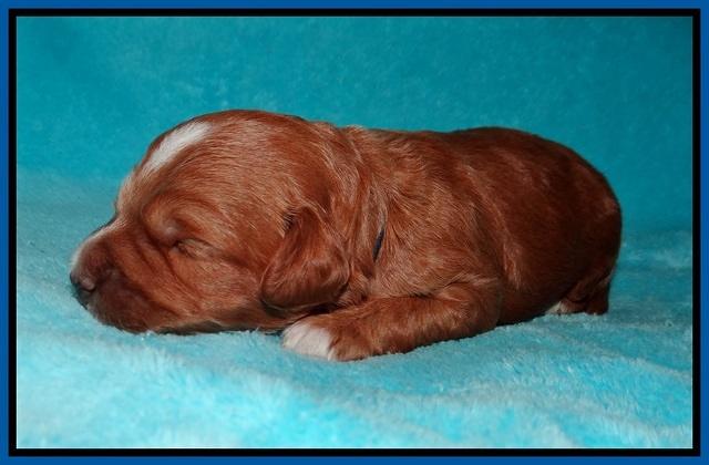Ashby Grover pups 2 wks old 41