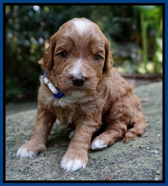 Ashby Grover pups 3 wks old 51