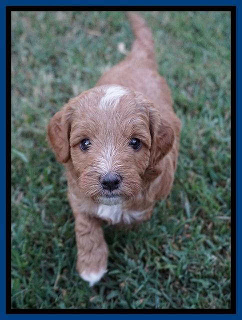 Ashby Grover pups 5 wks old 91