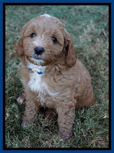 Ashby Grover pups 7 wks old 101