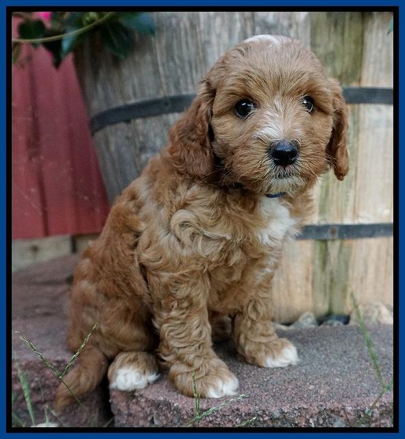 Ashby Grover pups 7 wks old 61