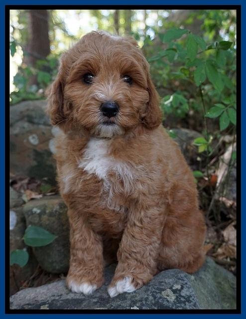 Ashby Grover pups 8 wks old 51