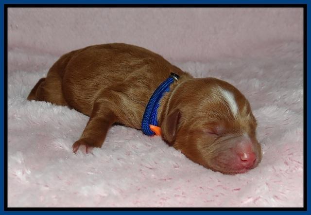 Ashby Grover pups newborn 31
