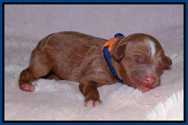 Ashby Grover pups newborn 41