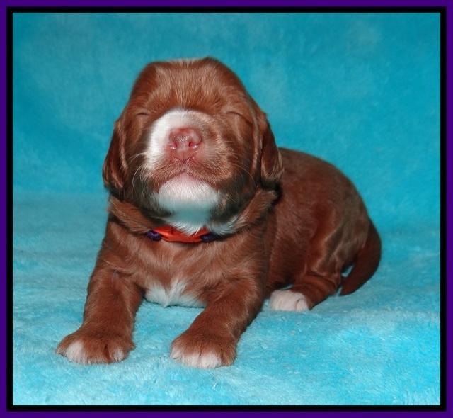 Ashby Grover pups 2 wks old 51