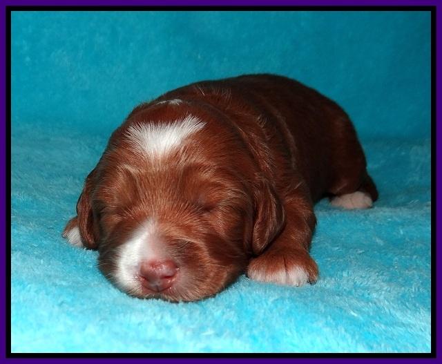 Ashby Grover pups 2 wks old 61