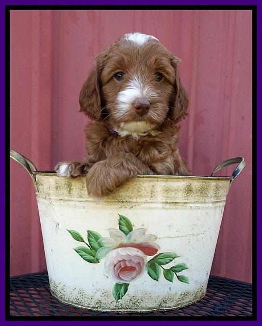 Ashby Grover pups 6 wks old 141