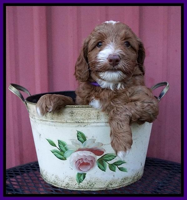 Ashby Grover pups 6 wks old 151