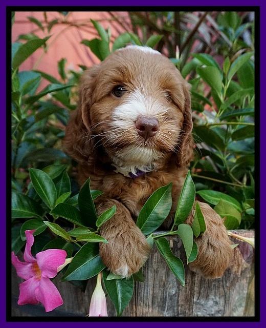 Ashby Grover pups 7 wks old 121