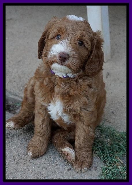 Ashby Grover pups 7 wks old 171