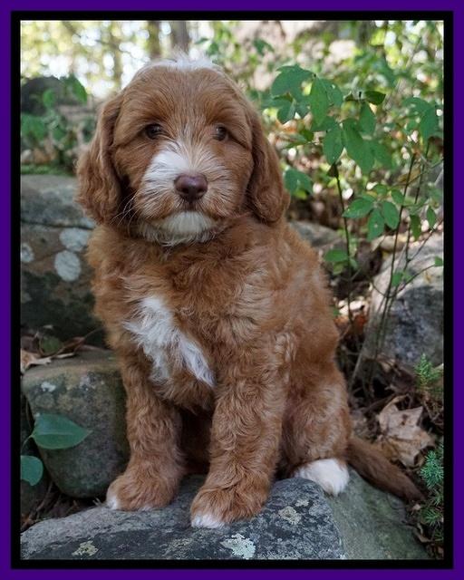 Ashby Grover pups 8 wks old 81