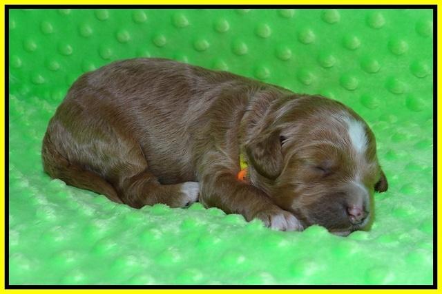 Ashby Grover pups 1 wk old 201