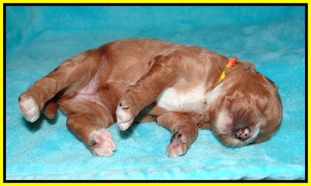 Ashby Grover pups 2 wks old 111