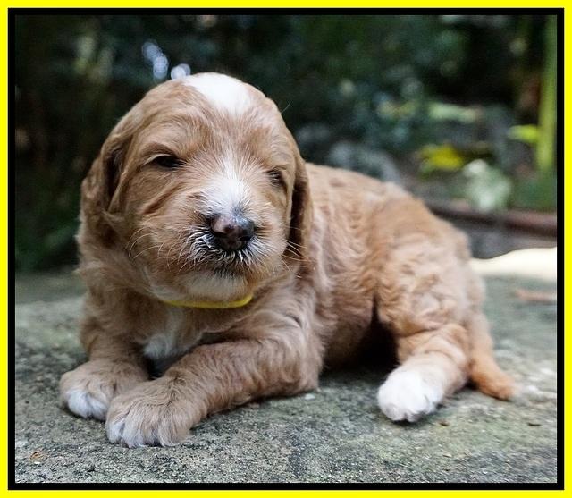 Ashby Grover pups 3 wks old 151