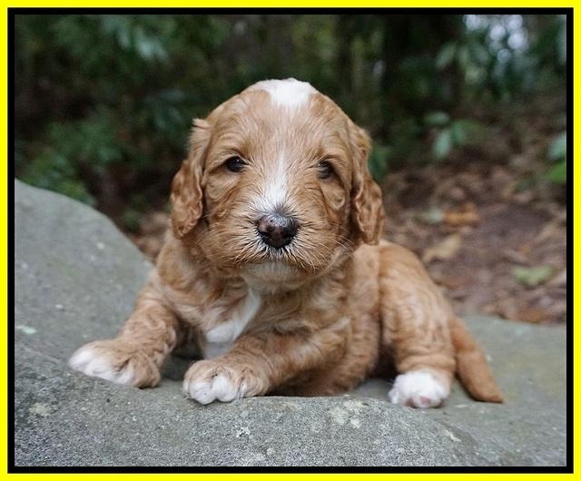 Ashby Grover pups 4 wks old 181