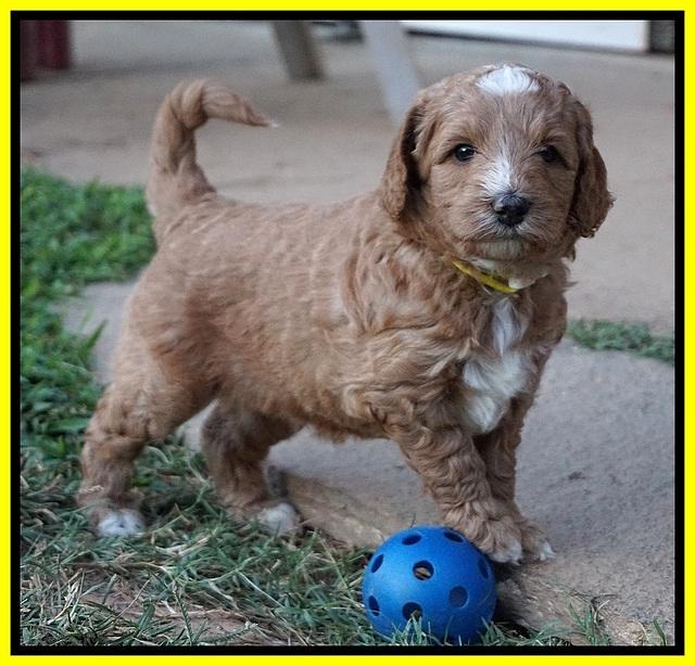 Ashby Grover pups 5 wks old 191