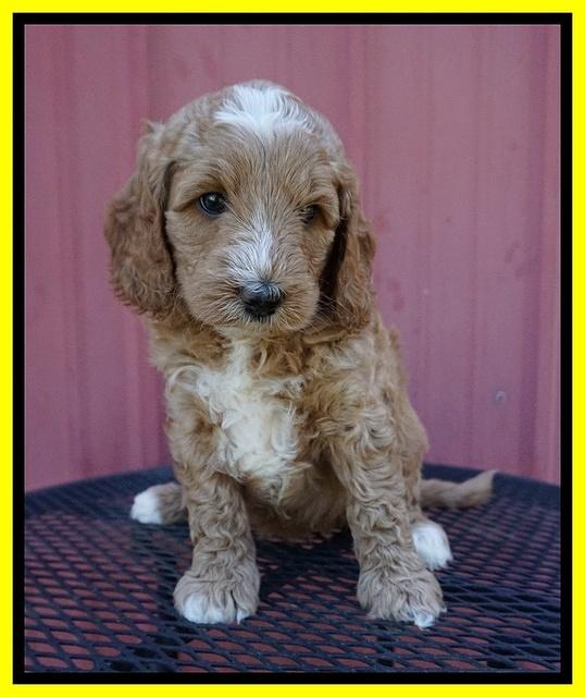 Ashby Grover pups 6 wks old 231