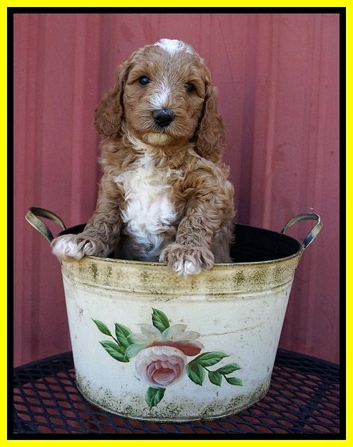 Ashby Grover pups 6 wks old 251
