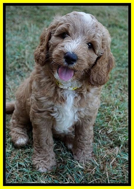 Ashby Grover pups 7 wks old 281