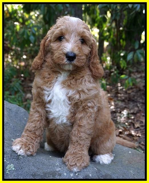 Ashby Grover pups 8 wks old 161