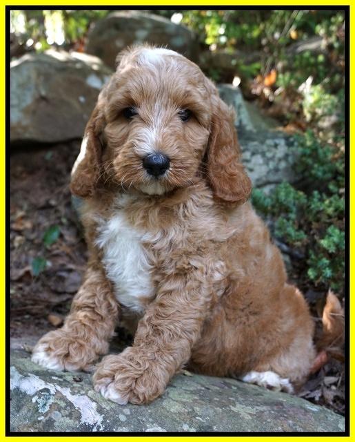 Ashby Grover pups 8 wks old 181
