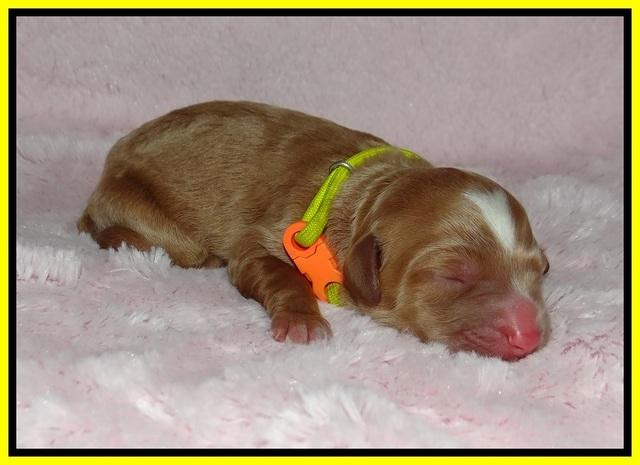 Ashby Grover pups newborn 101