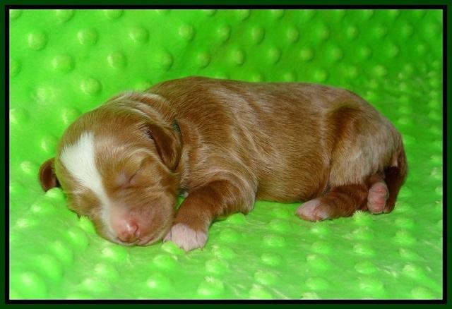 Ashby Grover pups 1 wk old 151