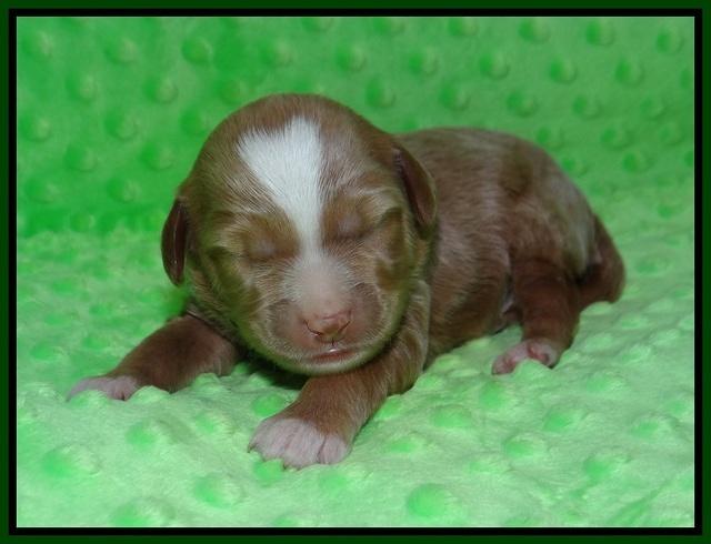 Ashby Grover pups 1 wk old 161