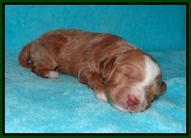 Ashby Grover pups 2 wks old 121