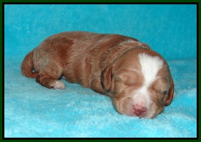 Ashby Grover pups 2 wks old 131