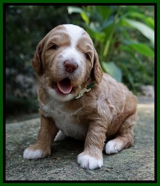 Ashby Grover pups 3 wks old 161