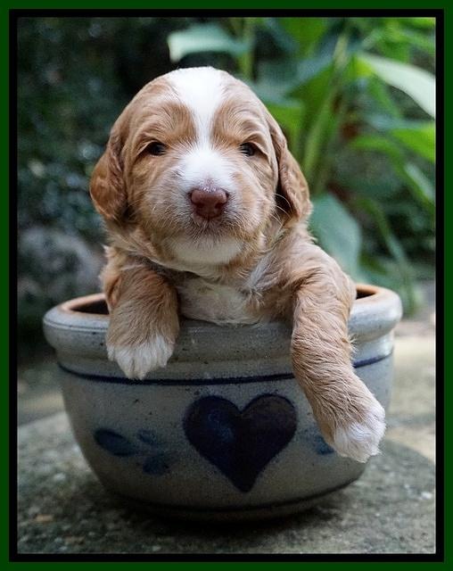 Ashby Grover pups 3 wks old 171