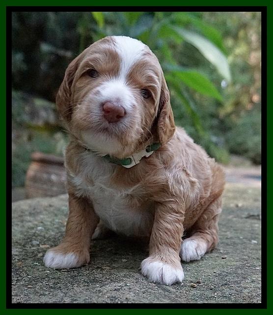 Ashby Grover pups 3 wks old 181