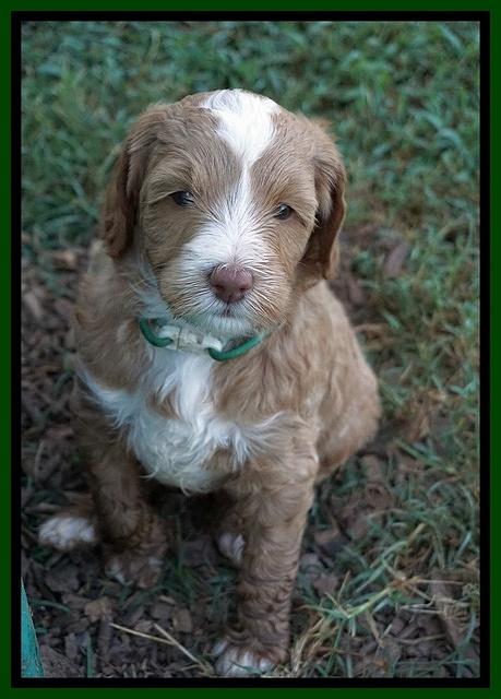 Ashby Grover pups 5 wks old 211