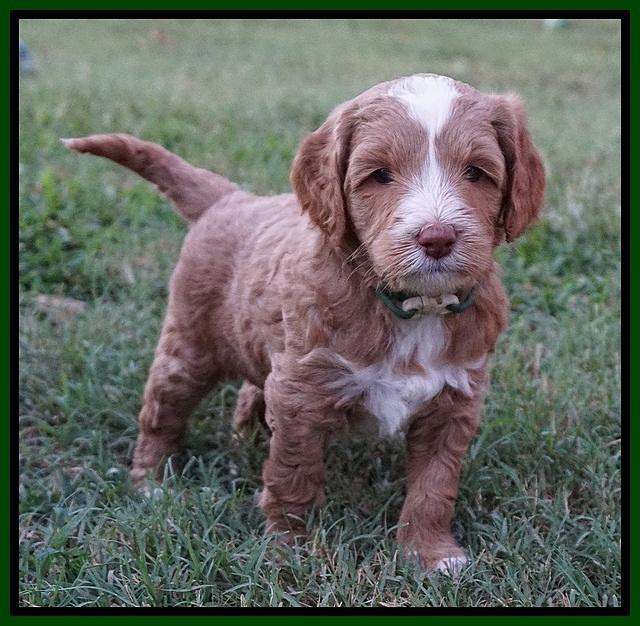 Ashby Grover pups 5 wks old 221