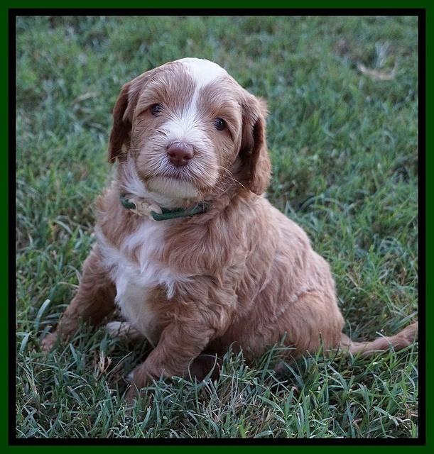 Ashby Grover pups 5 wks old 231
