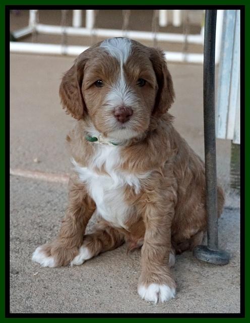 Ashby Grover pups 5 wks old 241