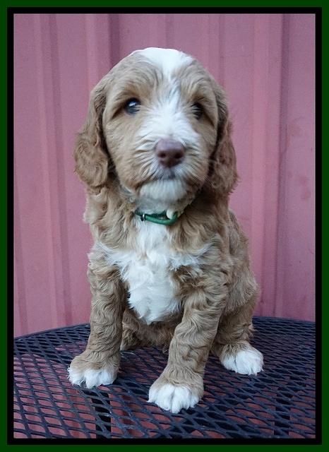 Ashby Grover pups 6 wks old 261