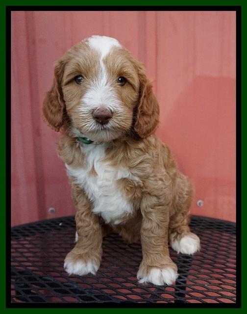 Ashby Grover pups 6 wks old 281