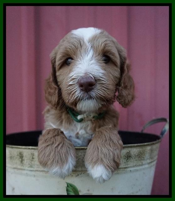 Ashby Grover pups 6 wks old 281