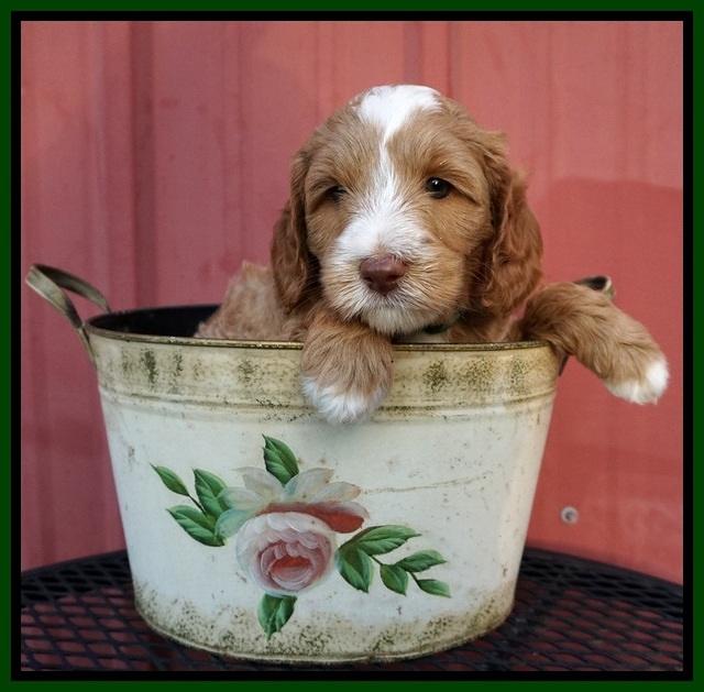 Ashby Grover pups 6 wks old 301