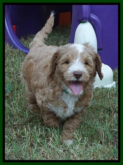 Ashby Grover pups 7 wks old 331