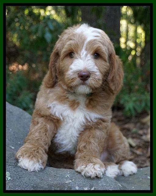 Ashby Grover pups 8 wks old 131