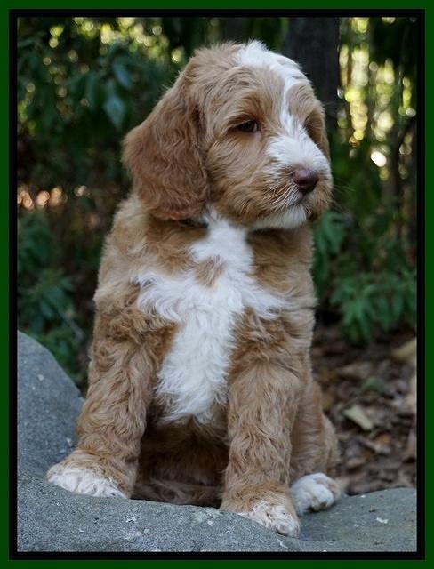 Ashby Grover pups 8 wks old 141