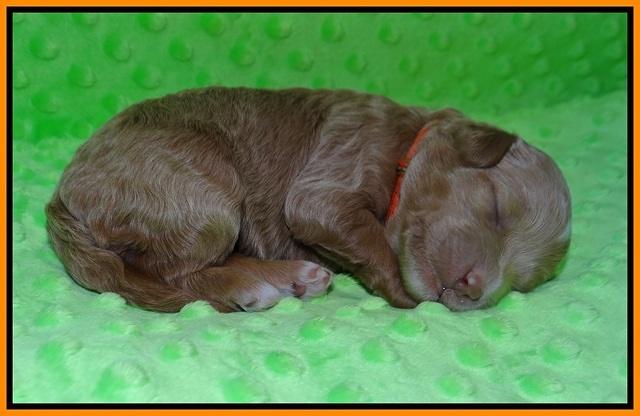 Ashby Grover pups 1 wk old 221