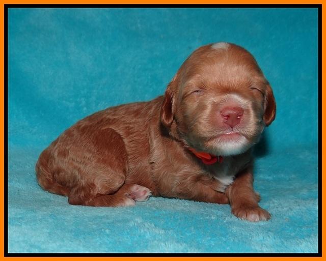 Ashby Grover pups 2 wks old 141
