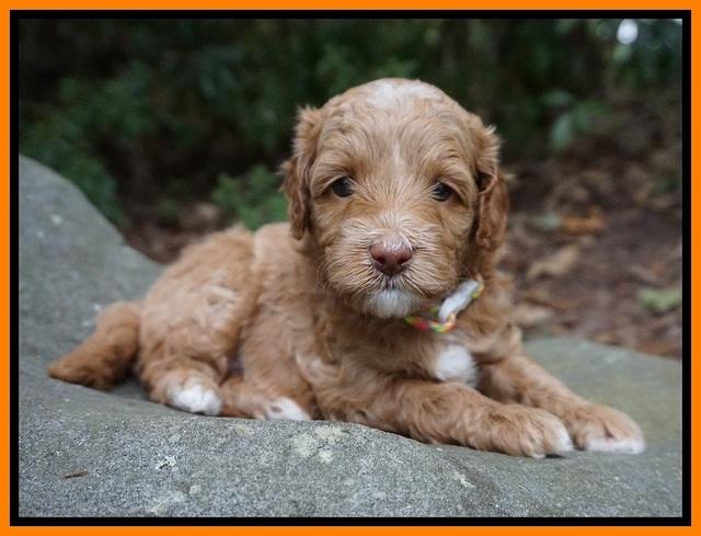 Ashby Grover pups 4 wks old 261