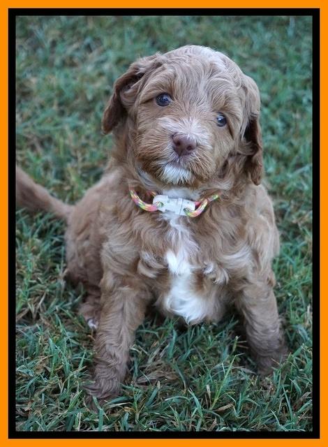 Ashby Grover pups 5 wks old 251