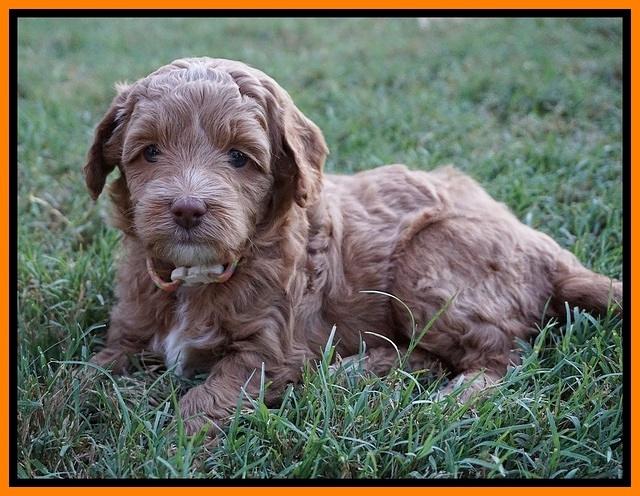 Ashby Grover pups 5 wks old 261